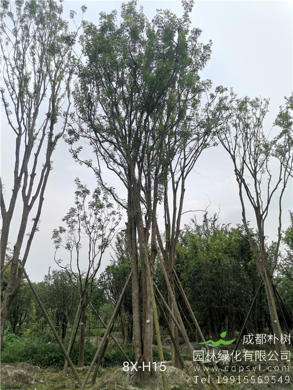 82公分丛生黄连木价格22800-高度12m-冠幅6m