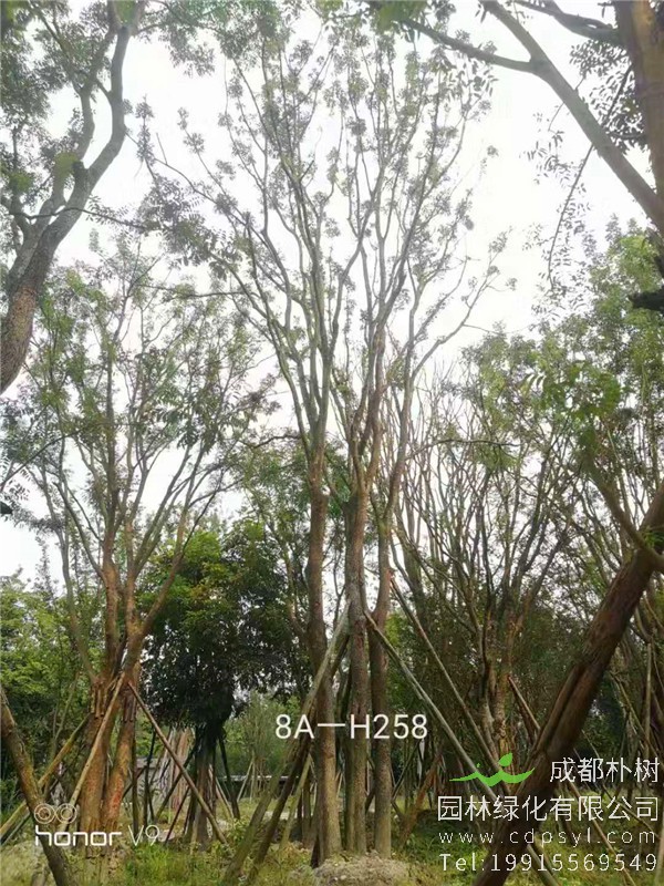 85公分丛生黄连木价格24000元-高度12m-冠幅5m