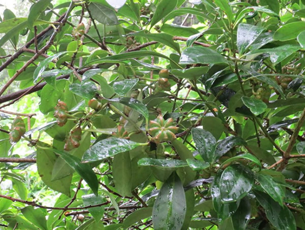 八角树价格-图片-形态特征-栽培技术-生长环境-分布范围以及防治病害
