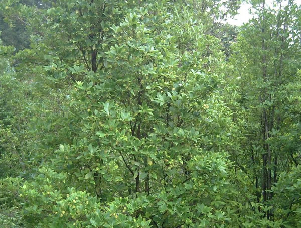 八角树适合什么地方种，八角树能在北方种植吗？