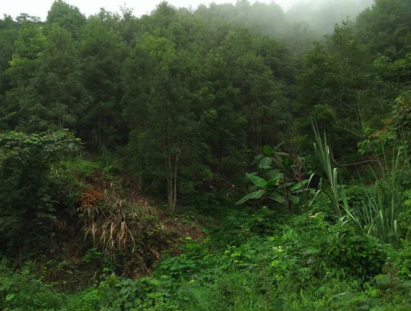 八角树的寿命有多长？八角树的寿命大概是多少年？