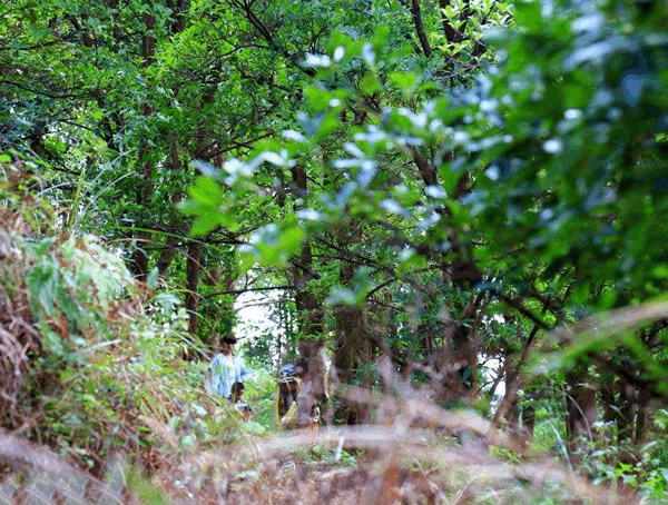 种植八角树的收益怎样？