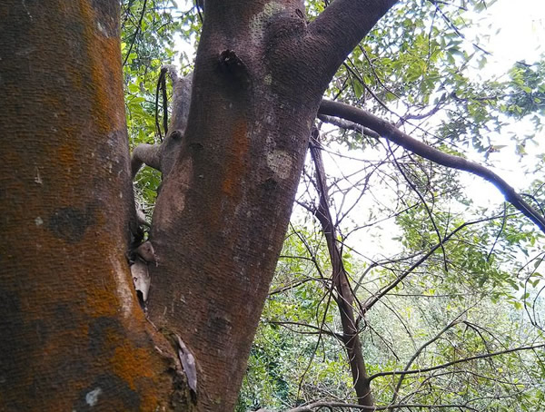 八角树的生长条件有哪些？