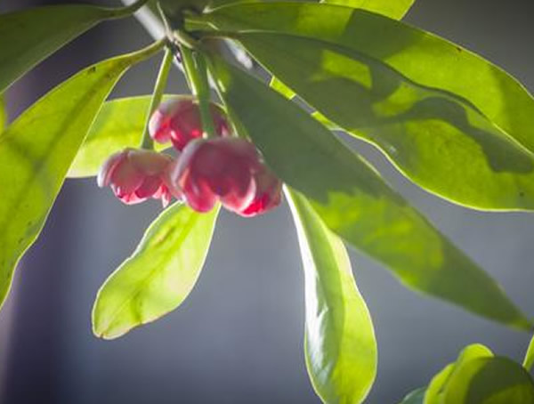 八角树开花是什么样子？