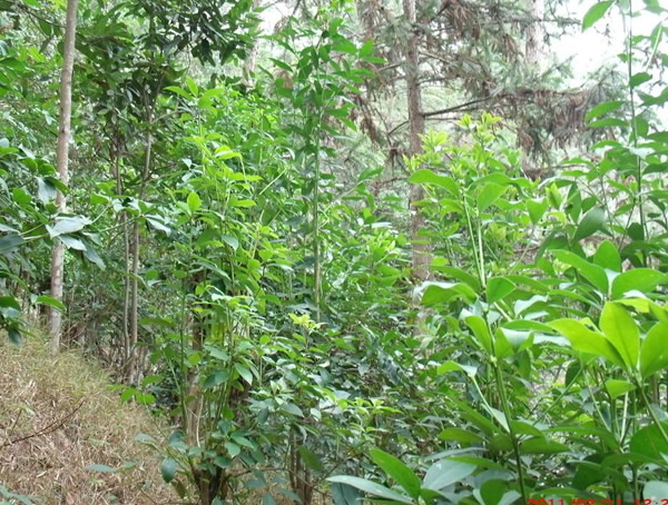 八角树嫁接技术，八角树应该怎么样嫁接？