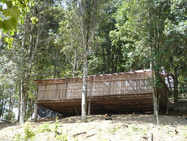 八角树不结果是什么原因？如何解决？