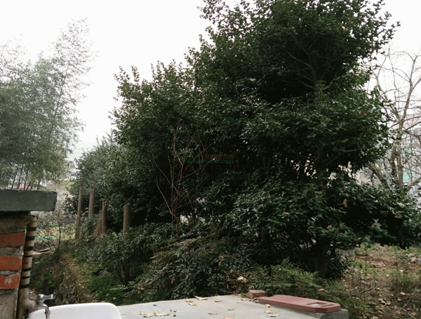 八角树是阔叶树还是针叶树？