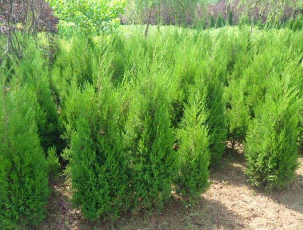 圆柏的价格-图片-形态特征-生长习性-分布范围-品种分类-主要价值以及植物文化