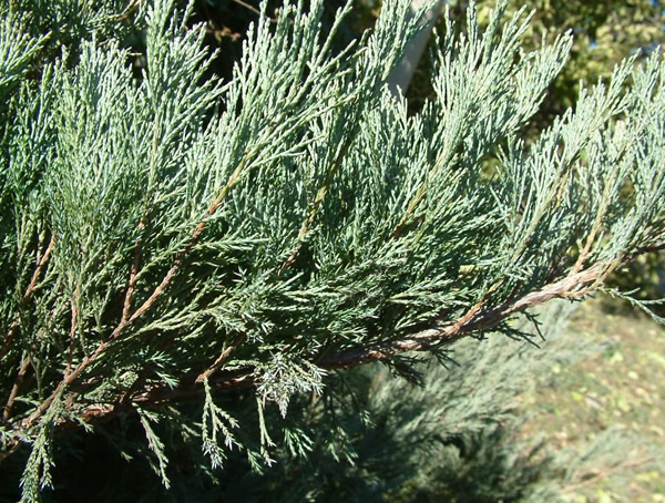 圆柏是什么植物？圆柏的特征有哪些？