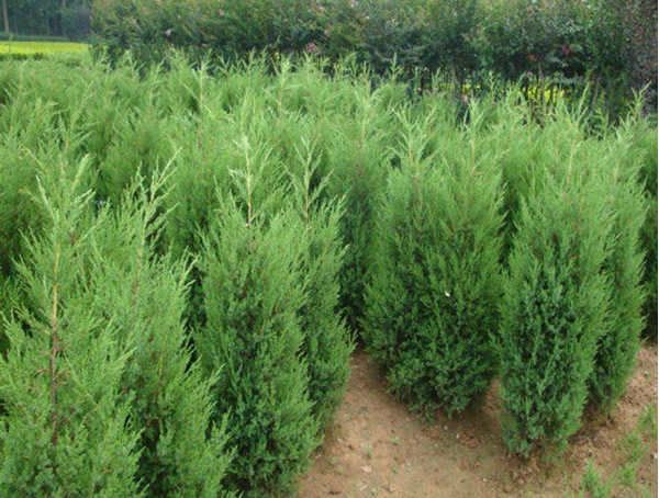 圆柏的栽培技术、繁殖方法以及病虫害方法介绍