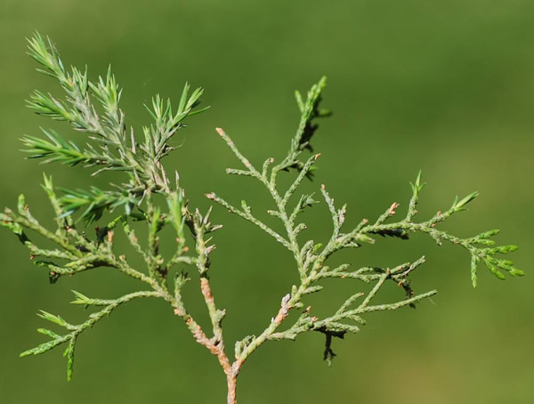圆柏和侧柏的区别有哪些？