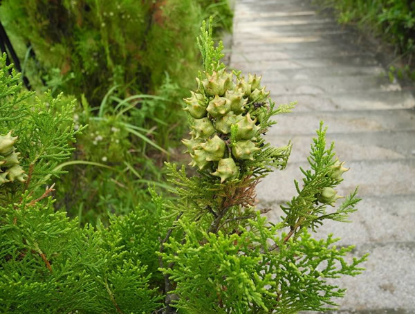 圆柏的主要价值，圆柏有哪些观赏价值？