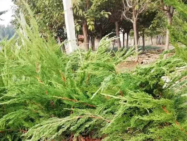 油松与圆柏的区别有哪些？