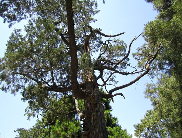 圆柏的花期果期是什么时候？