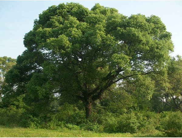 香樟树有什么好处和坏处？