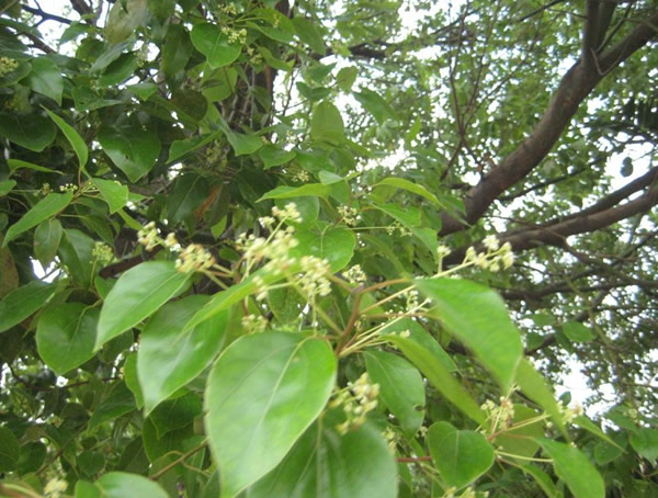 香樟树为什么不招虫？