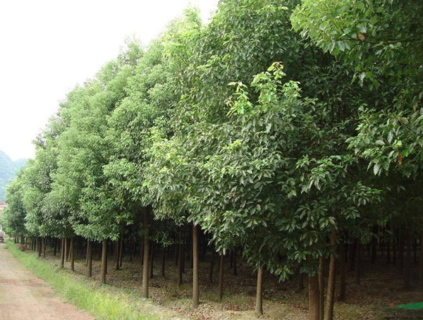 种香樟树什么土壤适合呢？