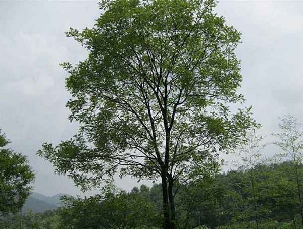 香樟树有什么特点？