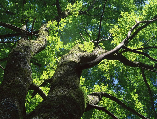 香樟树有什么作用？香樟树有哪些价值？