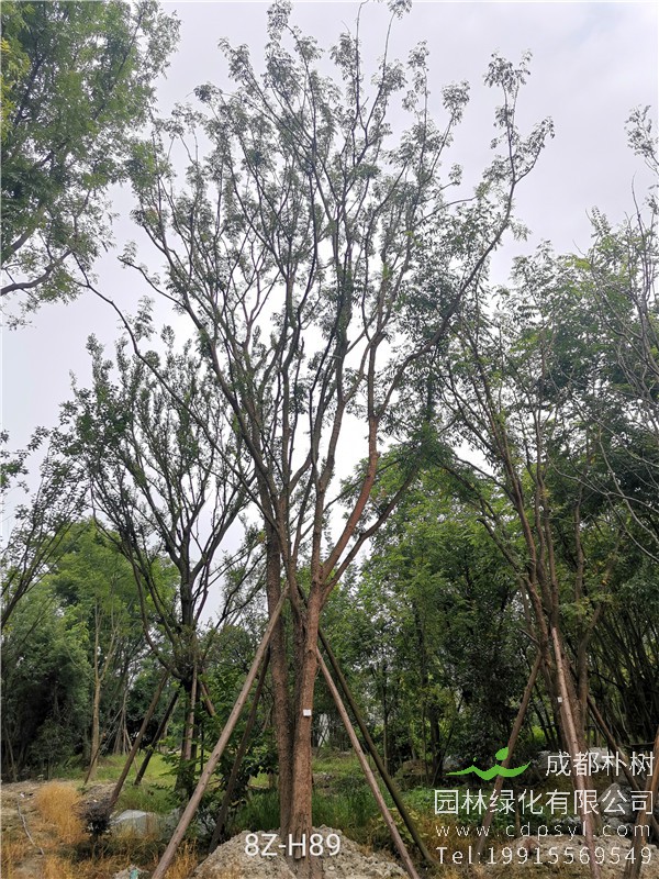 82公分丛生黄连木价格22800-高度12m-冠幅6m