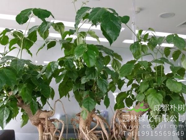 菜豆树价格-图片-形态特征-生长习性-地理分布以及主要价值