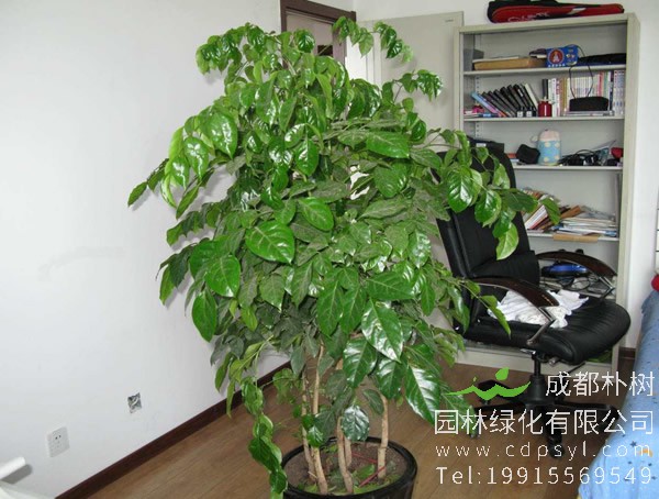 菜豆树图片大全，最新菜豆树图片欣赏