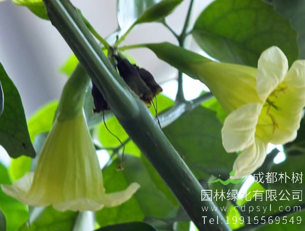 菜豆树的养殖方法、田间管理以及病虫防治介绍