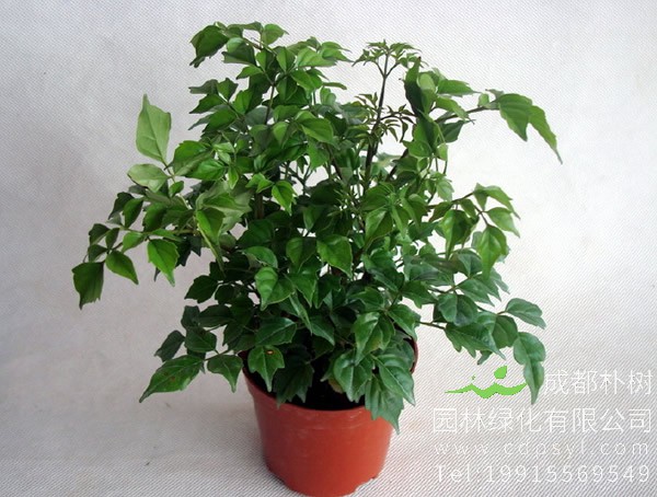 菜豆树图片大全，最新菜豆树图片欣赏