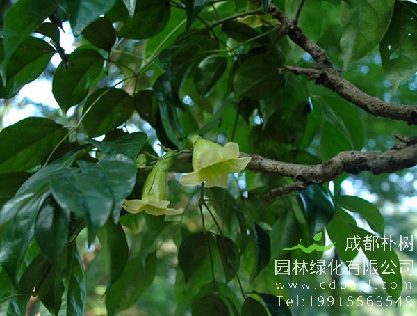 菜豆树（幸福树）如何管护？