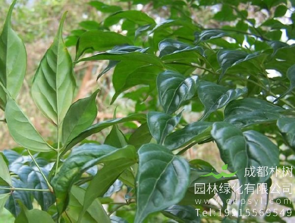 种了好几年的菜豆树为什么没开过花？