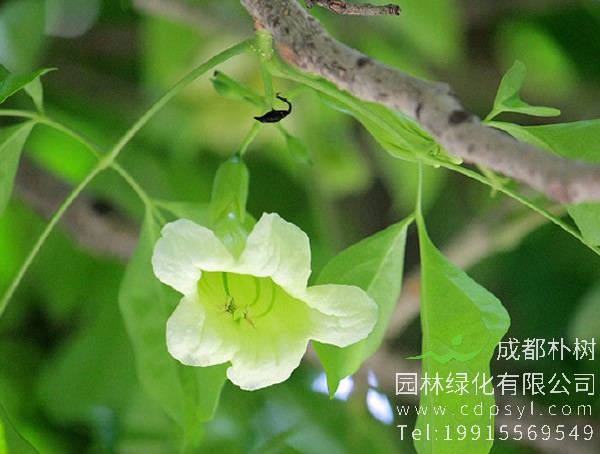 菜豆树图片大全，最新菜豆树图片欣赏