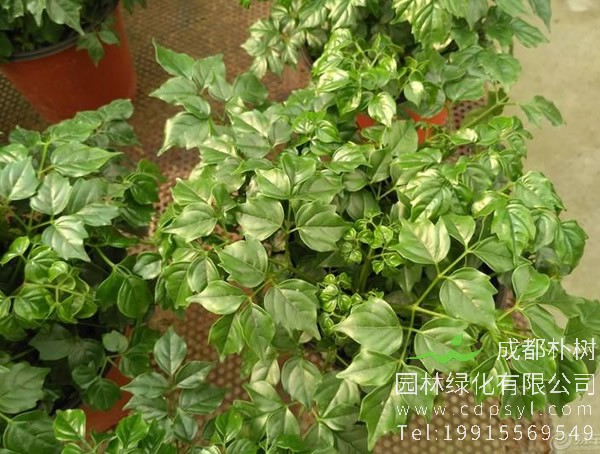 菜豆树如何修剪？菜豆树怎么造型？