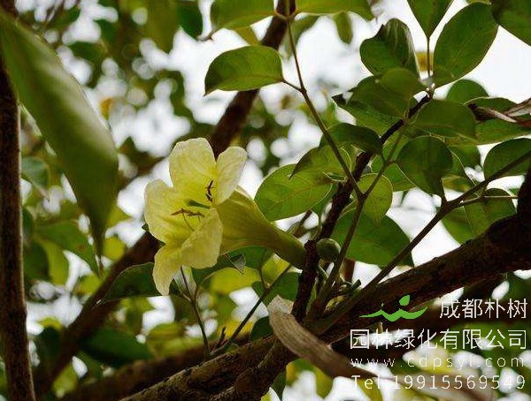 菜豆树图片大全，最新菜豆树图片欣赏