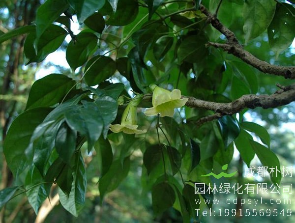 菜豆树多长时间开花?