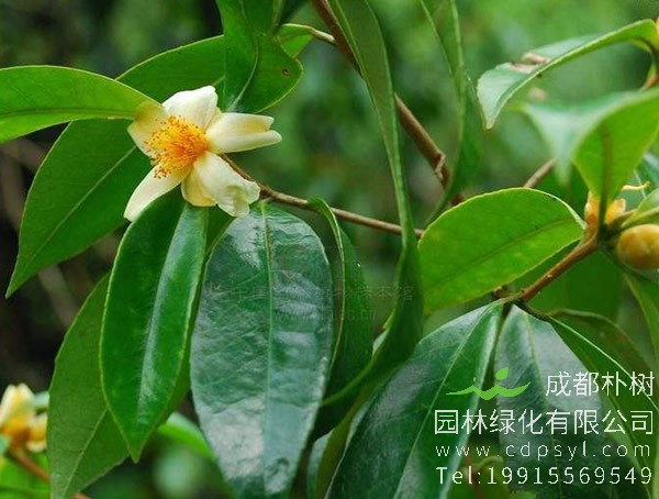 石笔木图片和介绍，最新石笔木图片欣赏