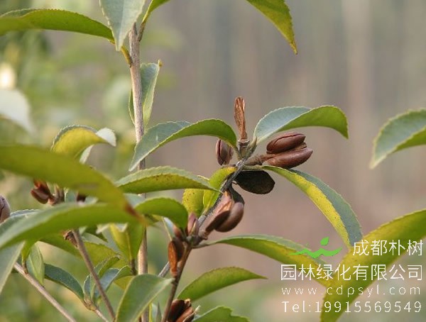 石笔木图片和介绍，最新石笔木图片欣赏