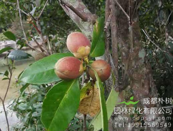 石笔木价格-图片-形态特征-地理分布-生长习性以及主要价值