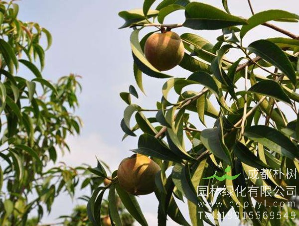 石笔木的繁殖方法以及栽培技术介绍