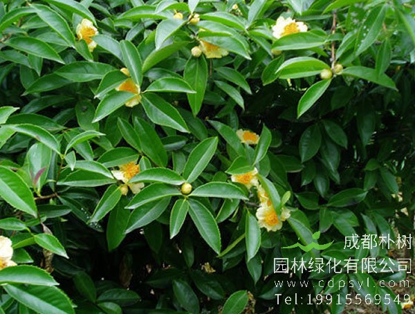 石笔木图片和介绍，最新石笔木图片欣赏