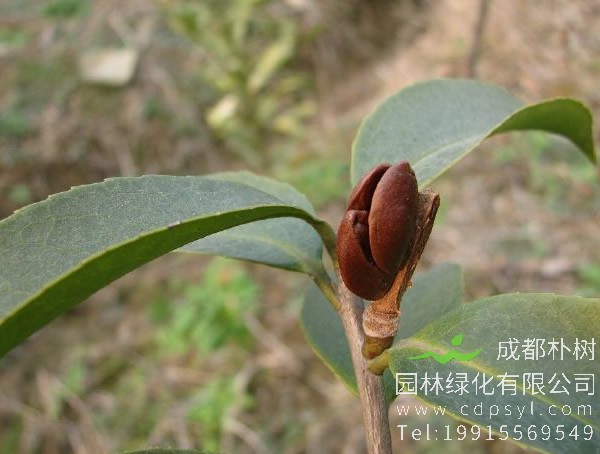 石笔木图片和介绍，最新石笔木图片欣赏