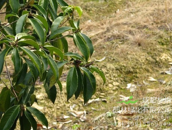 石笔木图片和介绍，最新石笔木图片欣赏