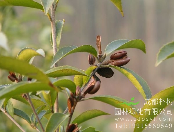 石笔木图片和介绍，最新石笔木图片欣赏