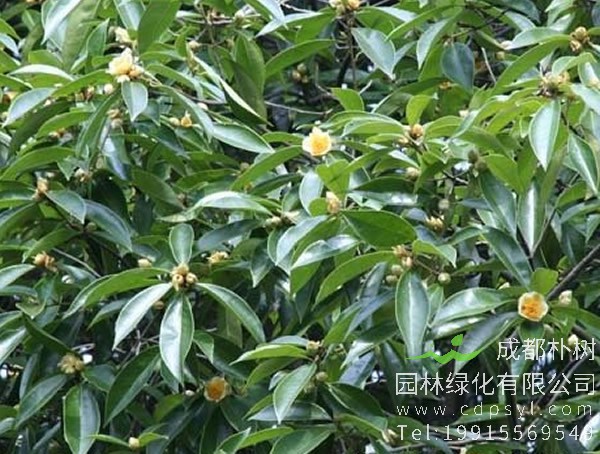 石笔木图片和介绍，最新石笔木图片欣赏