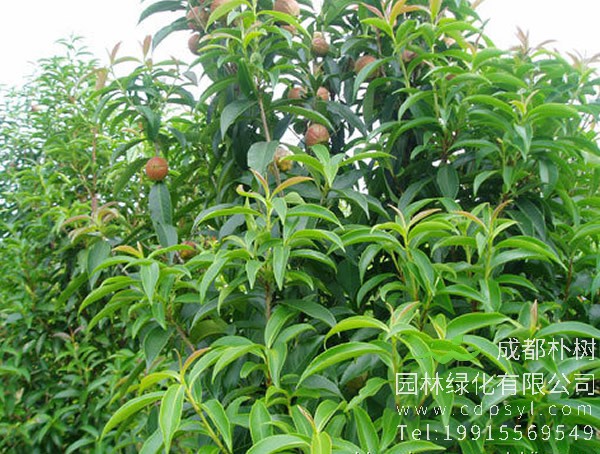 石笔木图片和介绍，最新石笔木图片欣赏