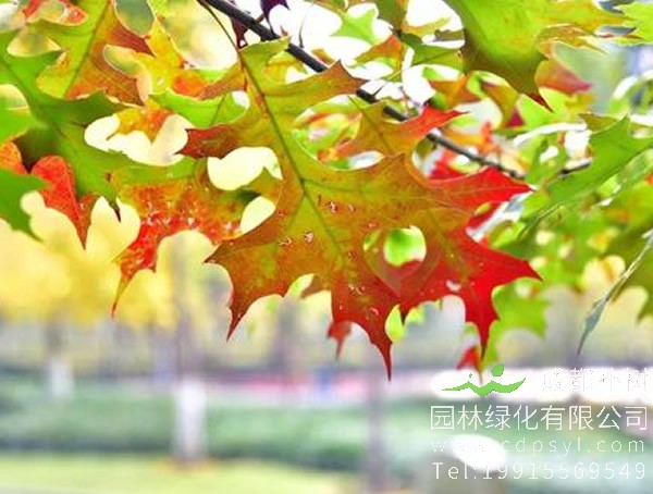 娜塔栎价格-图片-形态特征-生长环境-分布范围以及主要价值