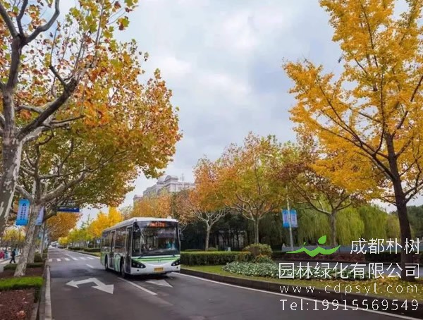 娜塔栎图片大全，最新娜塔栎图片欣赏