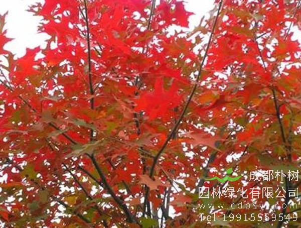 娜塔栎与北美红栎怎么来区分？