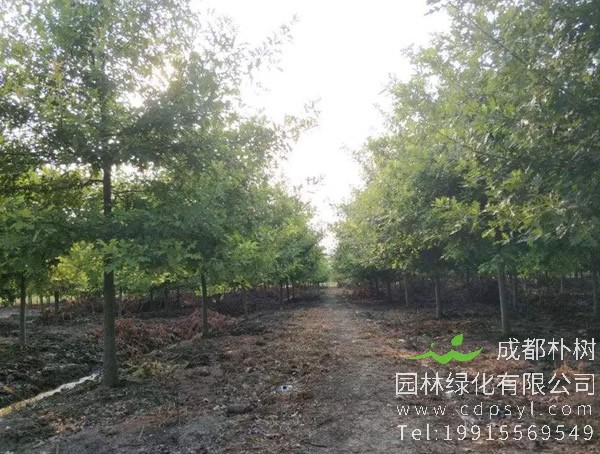 柳叶栎与娜塔栎有什么区别？哪个前景更好些？