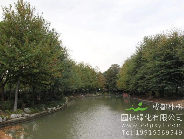 娜塔栎种植后几天发芽？