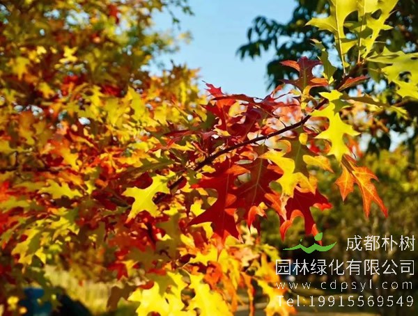 娜塔栎图片大全，最新娜塔栎图片欣赏